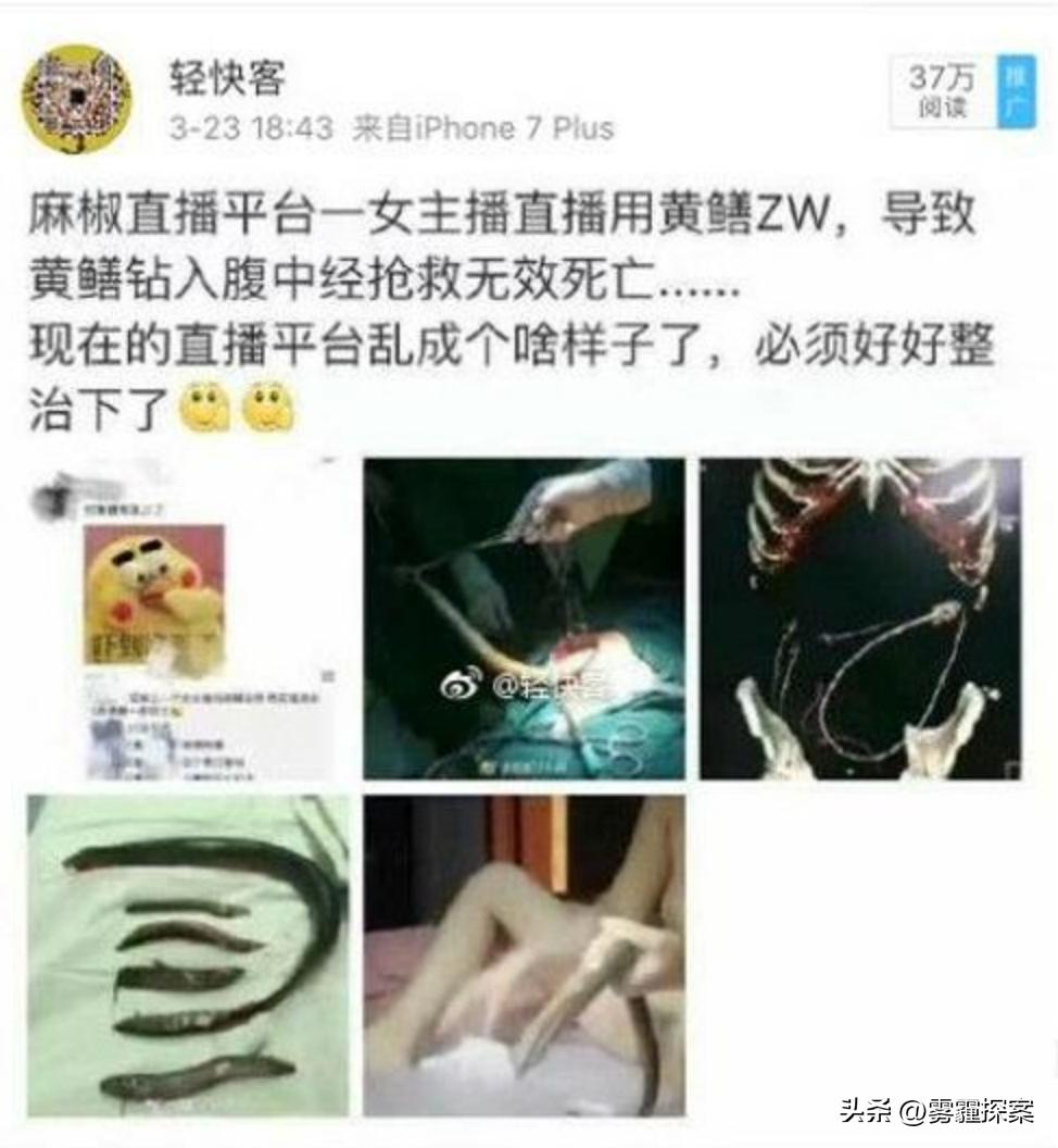 黃鱔事件揭秘，探究背后的真相與廣泛影響