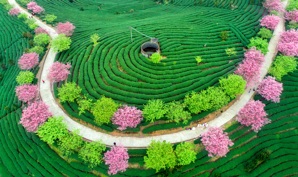 茶山春色，手機(jī)在線觀看的美好時(shí)光