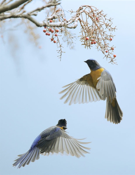 比翼鳥(niǎo)與葚鈺的奇幻故事，在線閱讀新體驗(yàn)之旅