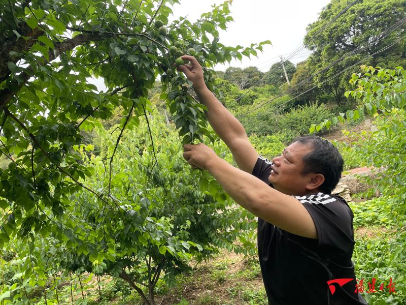 廣東青梅收購最新動態(tài)，市場趨勢、價格變動與行業(yè)展望